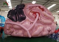 কাস্টমাইজড সাইজ Inflatable ইভেন্ট তাঁবু সিমুলেশন মস্তিষ্কের শো জন্য মস্তিষ্কের মডেল